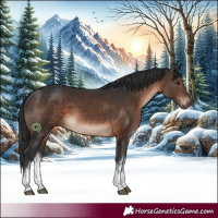Horse Color:White Spotted Brown
