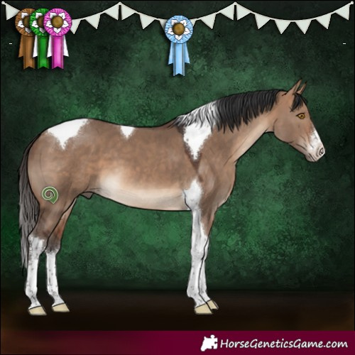 Horse Color:White Spotted Bay Dun Tobiano