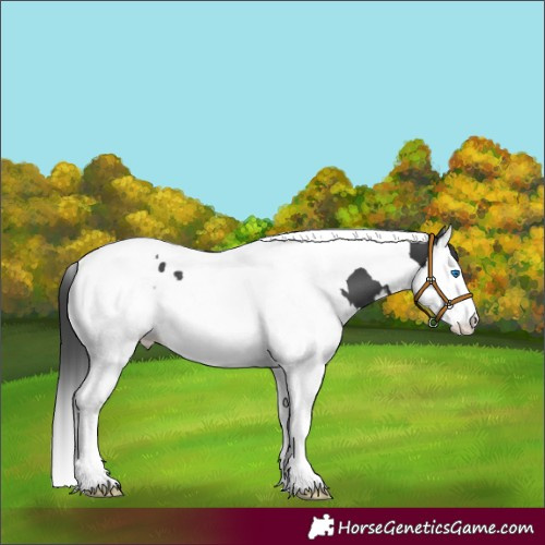 Horse Color:Black Splash Tobiano 