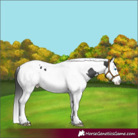 Horse Color:Black Splash Tobiano