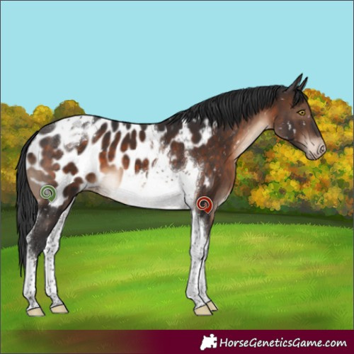 Horse Color:Brown Tobiano Appaloosa 