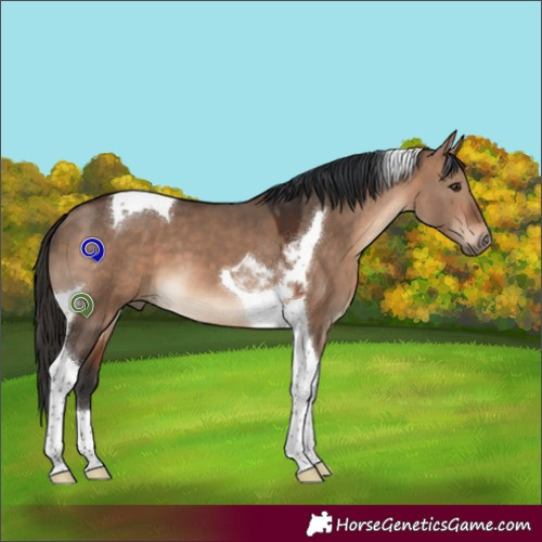 Horse Color:Bay Dun Tobiano