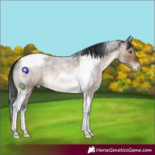 Horse Color:Brown Roan Dun Tobiano Appaloosa
