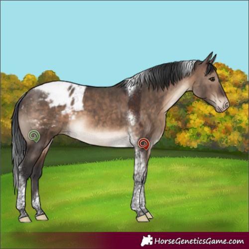 Horse Color:Brown Dun Tobiano Appaloosa 