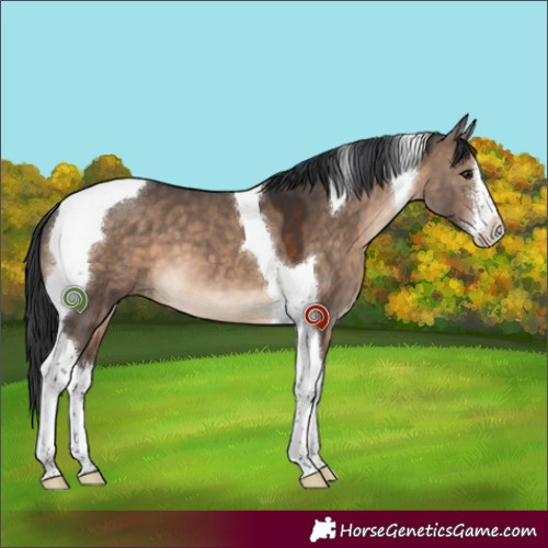 Horse Color:White Spotted Brown Dun Tobiano 