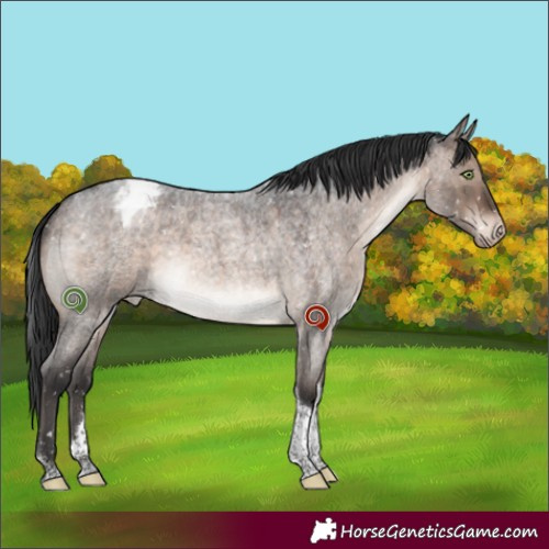 Horse Color:Brown Roan Dun Mushroom Tobiano Appaloosa 