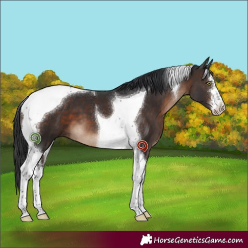 Horse Color:White Spotted Brown Tobiano 