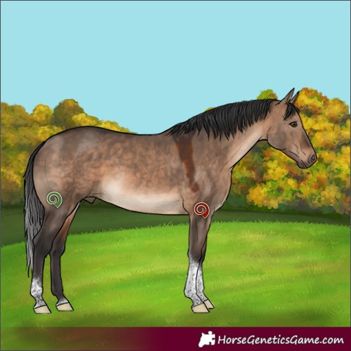 Horse Color:White Spotted Brown Dun Tobiano 