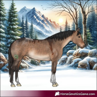 Horse Color:Bay Dun Tobiano 