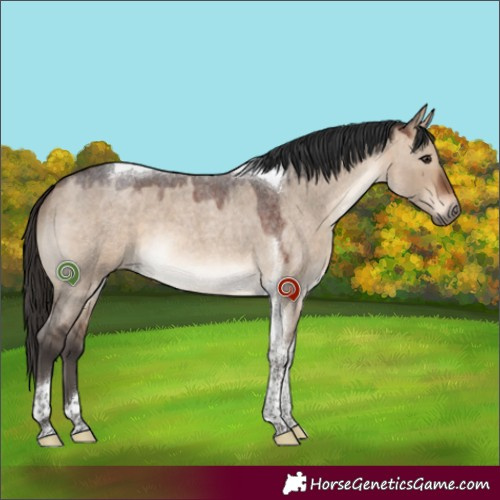 Horse Color:Brown Roan Dun Tobiano 