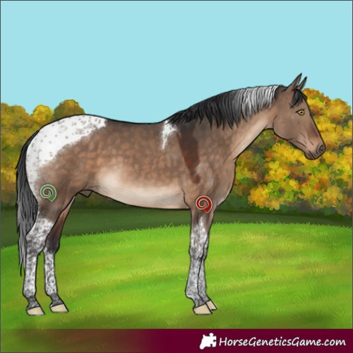 Horse Color:Brown Dun Tobiano 