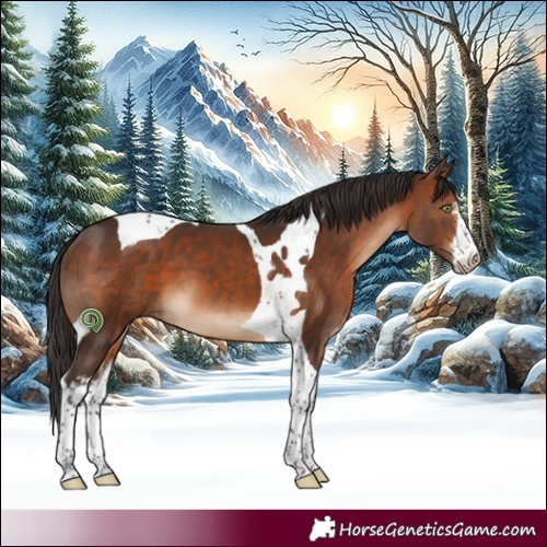 Horse Color:White Spotted Bay Tobiano