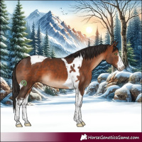 Horse Color:White Spotted Bay Tobiano 
