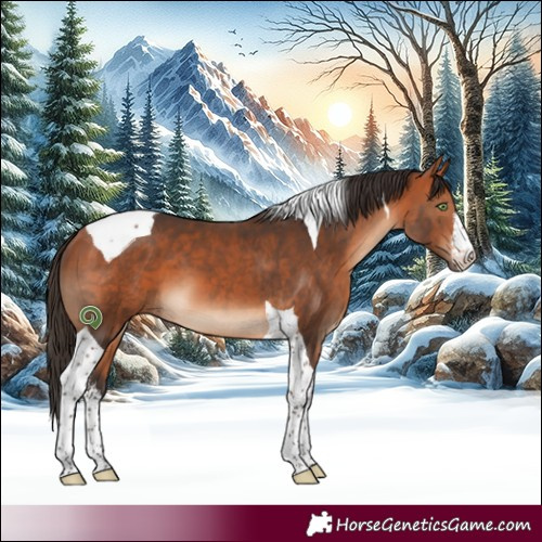 Horse Color:White Spotted Bay Tobiano