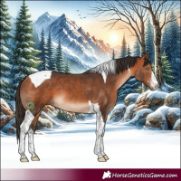 Horse Color:White Spotted Bay Tobiano 