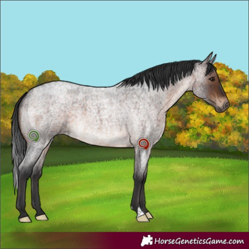 Horse Color:Brown Roan 