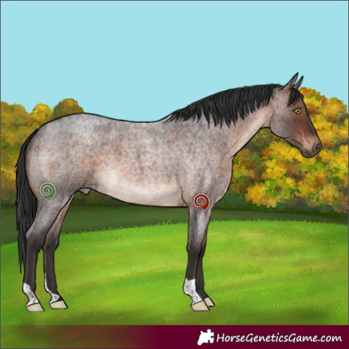 Horse Color:Brown Roan