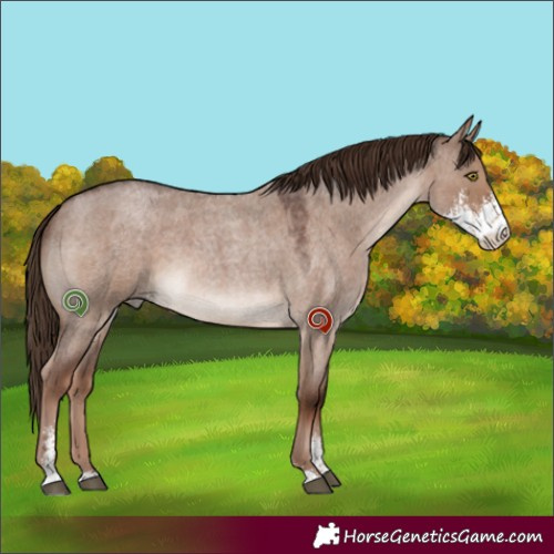 Horse Color:Liver Red Dun Roan Sabino