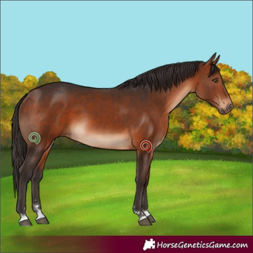 Horse Color:Bay 