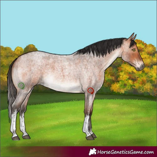 Horse Color:White Spotted Bay Roan 