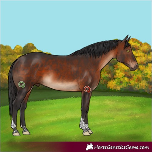 Horse Color:Brown Tobiano 