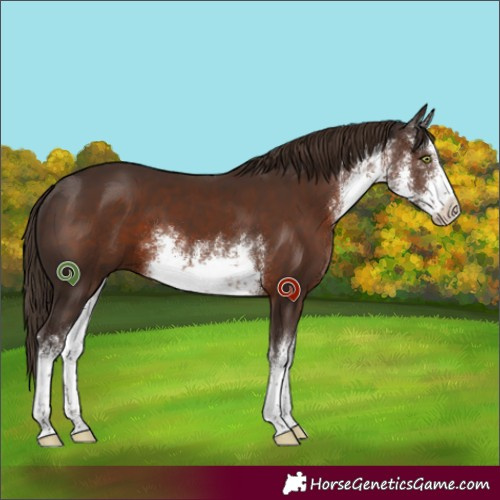 Horse Color:White Spotted Liver Chestnut 