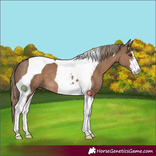 Horse Color:White Spotted Liver Red Dun Tobiano