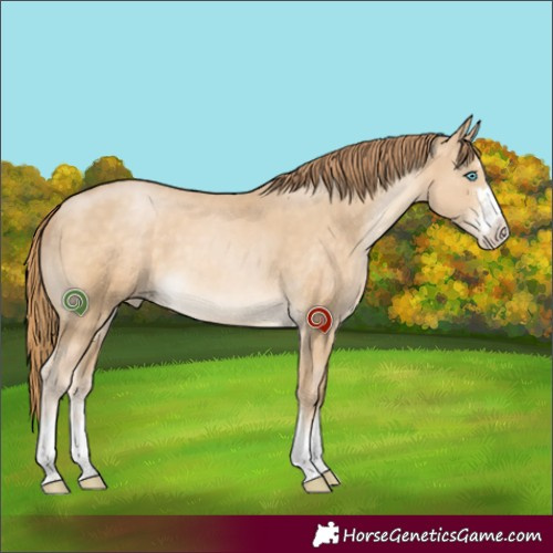Horse Color:Buckskin Pearl 