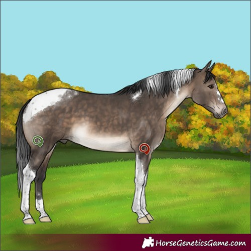 Horse Color:Brown Dun Tobiano 