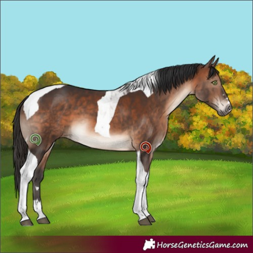 Horse Color:Brown Tobiano
