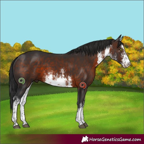 Horse Color:White Spotted Brown