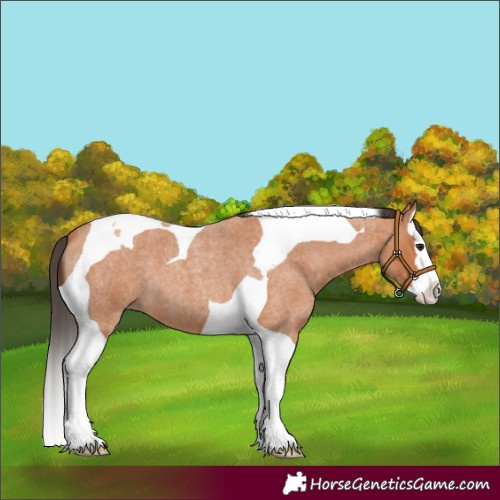 Horse Color:Bay Roan Splash Tobiano 