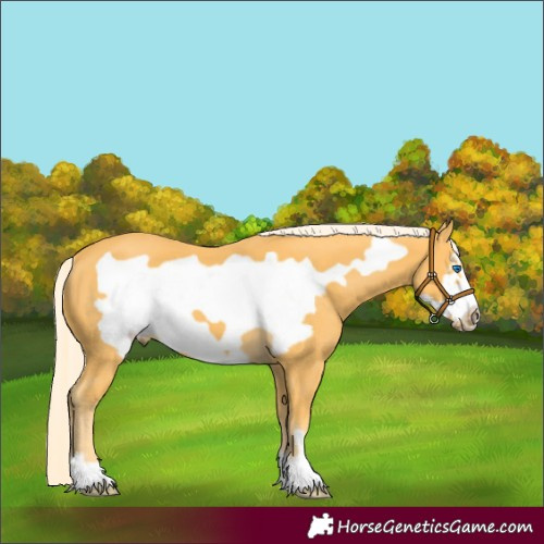 Horse Color:Palomino Frame 