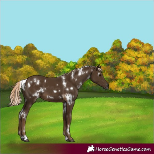 Horse Color:Gray White Spotted Chocolate Palomino 