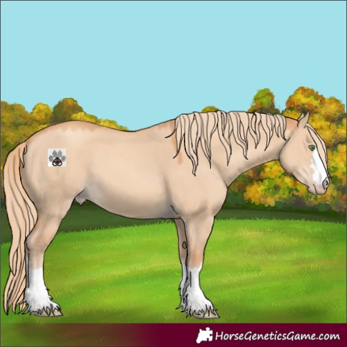 Horse Color:Gold Champagne Dun 