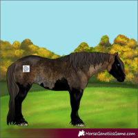 Horse Color:Void Buckskin Roan Splash 