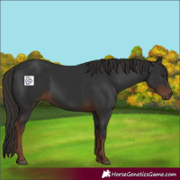 Horse Color:Liver Chestnut Rabicano 