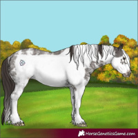 Horse Color:Liver Chestnut Sabino Frame 