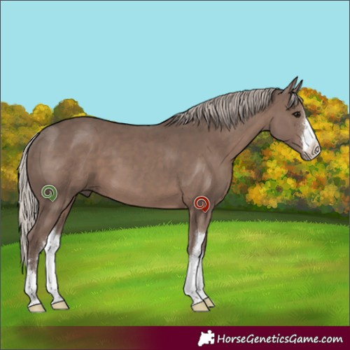 Horse Color:White Spotted Silver Black 