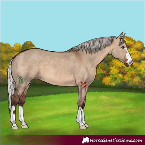 Horse Color:Silver Brown Dun 