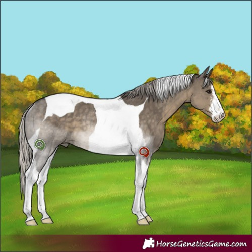 Horse Color:White Spotted Silver Smoky Grullo Tobiano Rabicano 