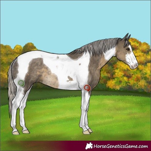 Horse Color:White Spotted Silver Smoky Grullo Tobiano Rabicano