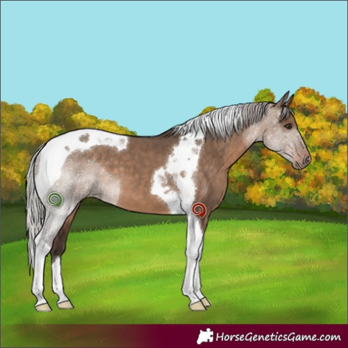 Horse Color:Silver Brown Dun Tobiano 