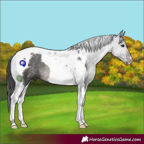 Horse Color:Black Tobiano Rabicano 