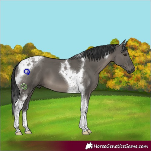 Horse Color:Grullo Tobiano