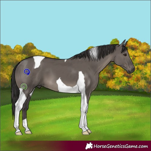 Horse Color:Smoky Grullo Tobiano