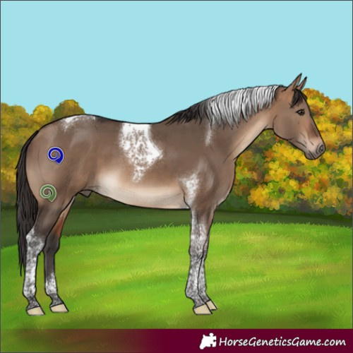 Horse Color:Bay Dun Tobiano 