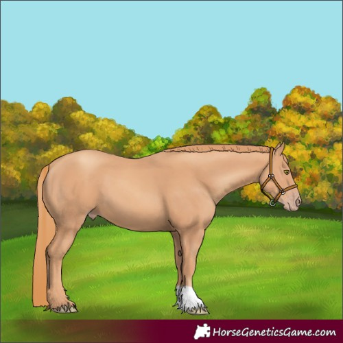 Horse Color:Gold Champagne 
