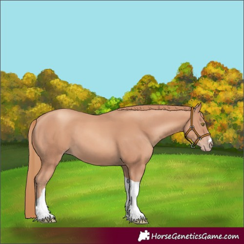 Horse Color:Gold Champagne Tobiano 