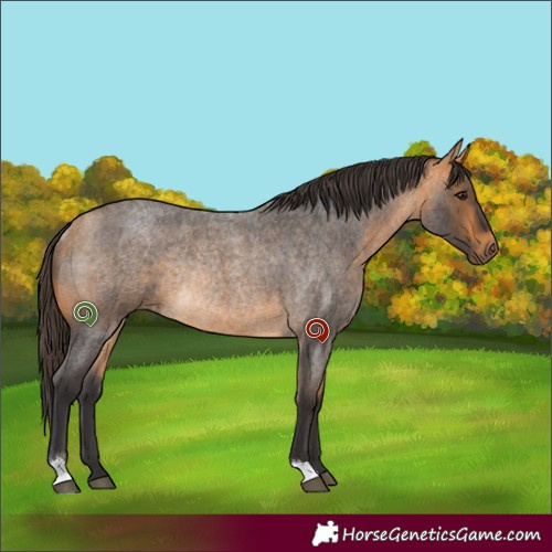 Horse Color:Buckskin Roan Rabicano 